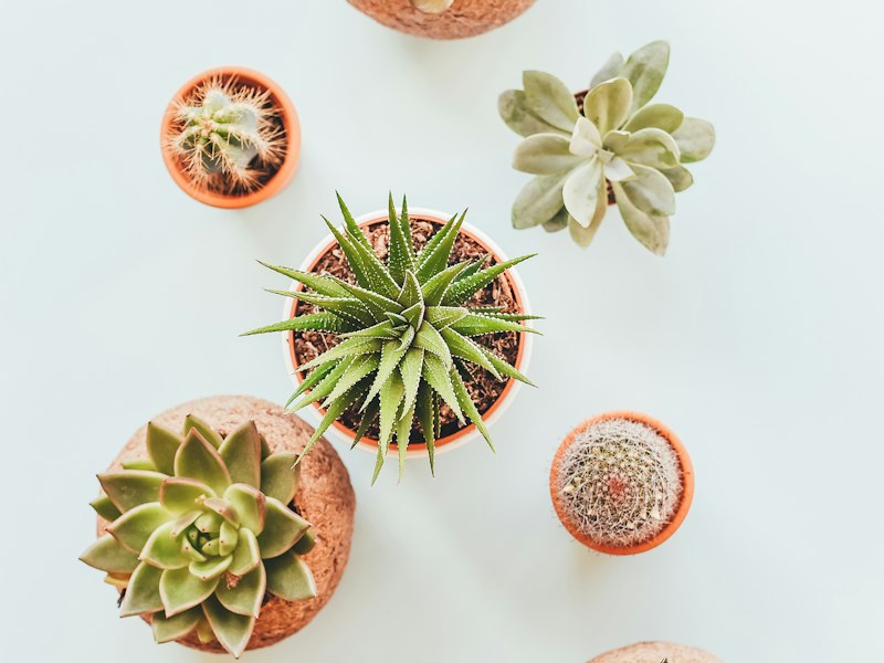Plantas
