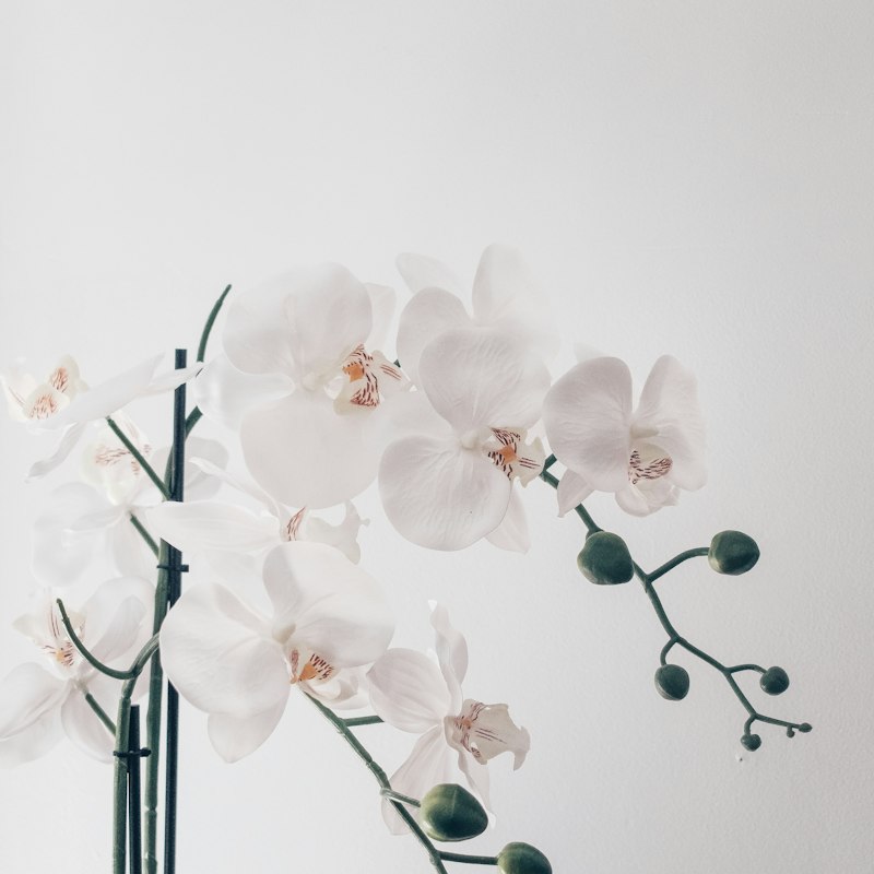 Orquidea Phalaenopsis